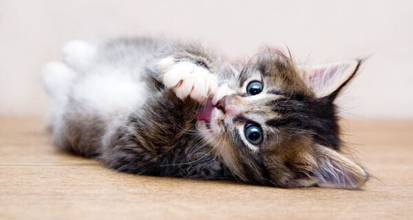Babys und Katzen | Alltag von Eltern mit Kleinkind