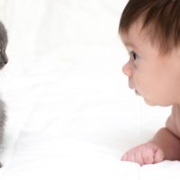 Babys und Katzen