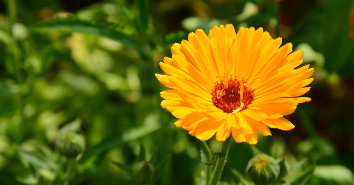 ringelblume calendula