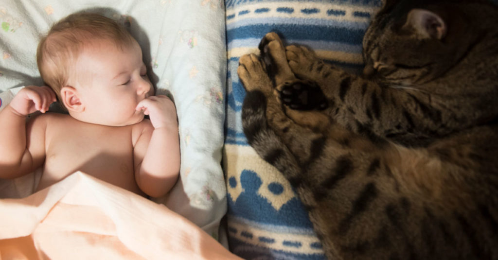 Babys und Katzen