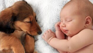Kinder und Haustiere